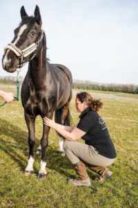 Paarden Manuele Lymfe Drainage